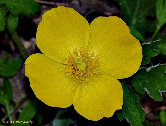 {Stylophorum diphyllum}